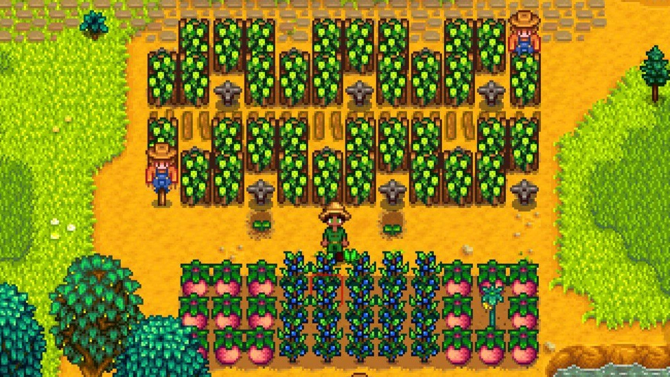 Panduan Tanaman Musim Panas (Summer) Stardew Valley: Blueberry vs Starfruit